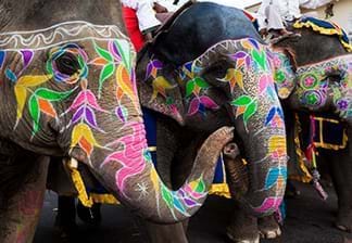 The Colourful Elephant Festival