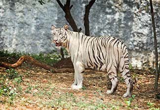 Wildlife of India’s National Parks